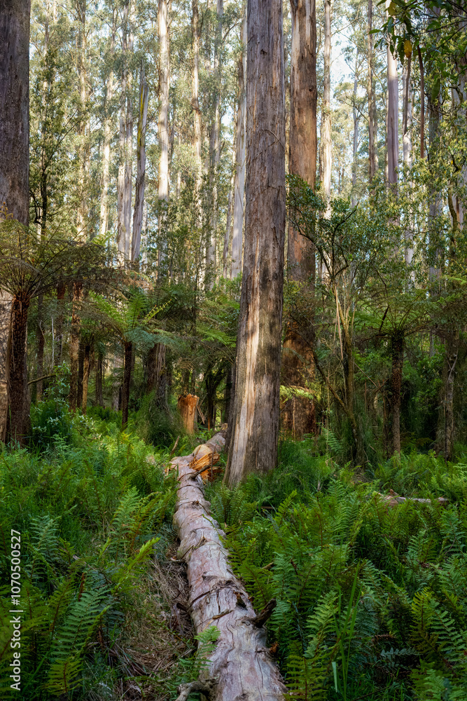 Obraz premium landscape background shot of flora and fauna in forest