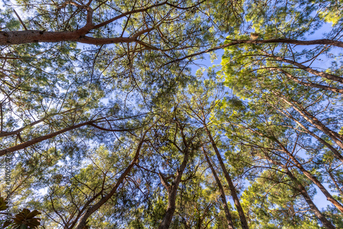 Tall, Lush Trees in the Forest Rising into the Sky.