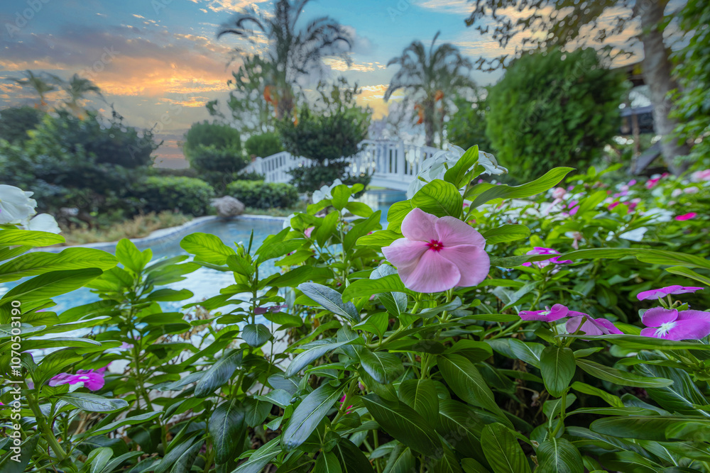 Vinca rosea flower in various colors. Fan or rosette flower.