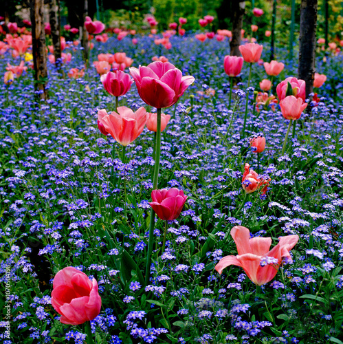 Tulips and Forget-me-not's at Monet's Garden at Giverny