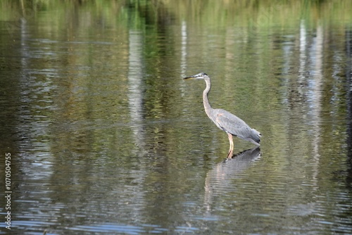 great blue heron bird in the water reflection