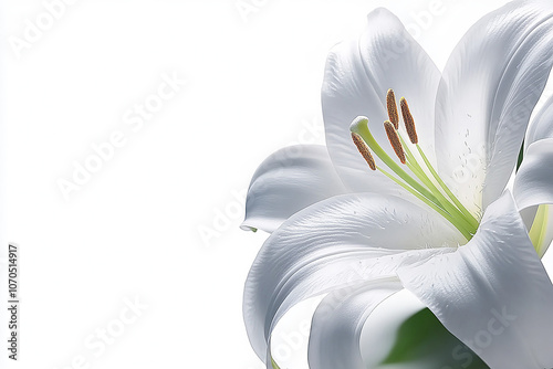 A close-up of the intricate stamens of a lily isolated white background