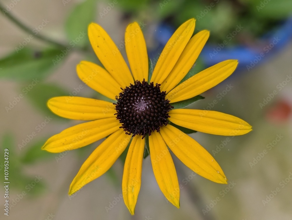 Closeup of a Coneflower flower (Rudbeckia) Closeup of a Coneflower flower (Rudbeckia)