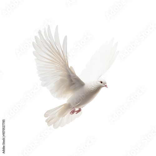 A white dove in mid-flight, showcasing its elegant wings and graceful form. photo