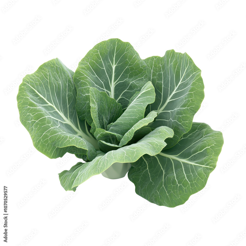 A vibrant green cabbage with large, textured leaves., isolated on a transparent background. A vibrant green cabbage with large, textured leaves., isolated on a transparent background.