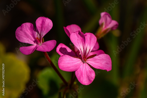 Delicate pink flowers basking in the warm sunlight of a serene garden in springtime
