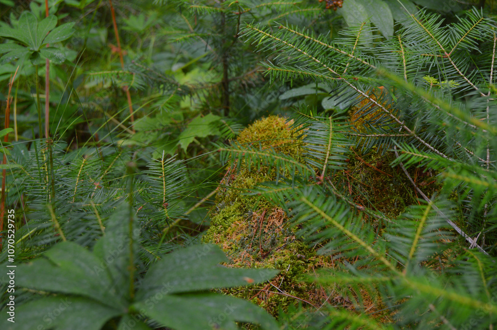 Fototapeta premium fern in the forest