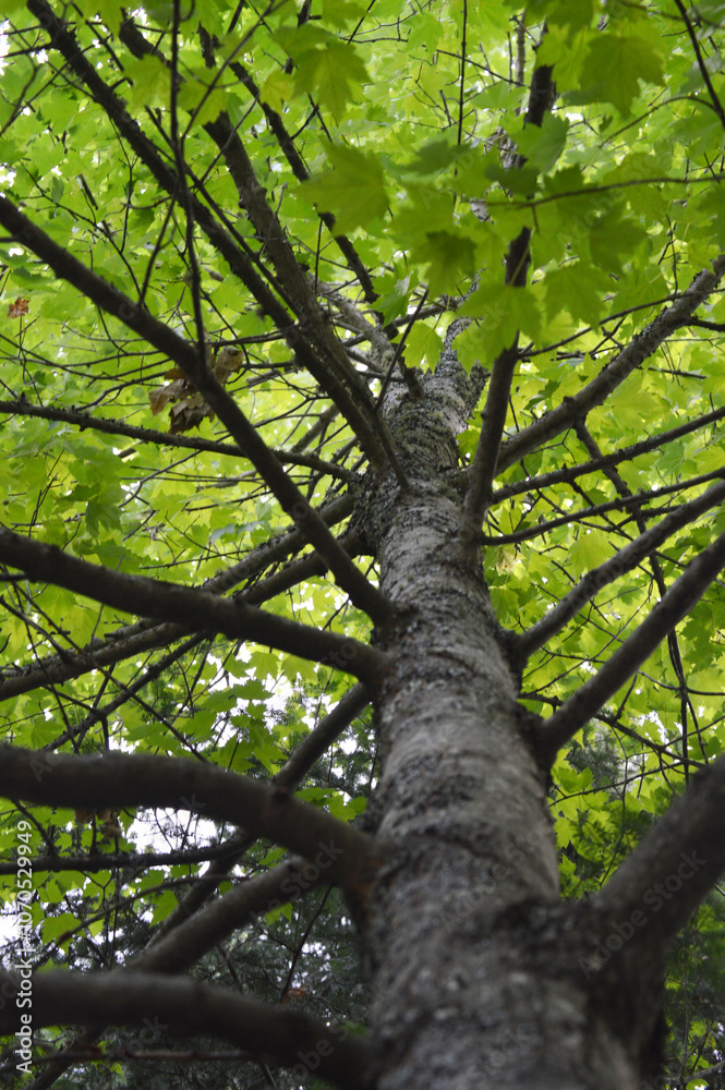 Fototapeta premium tree in the forest