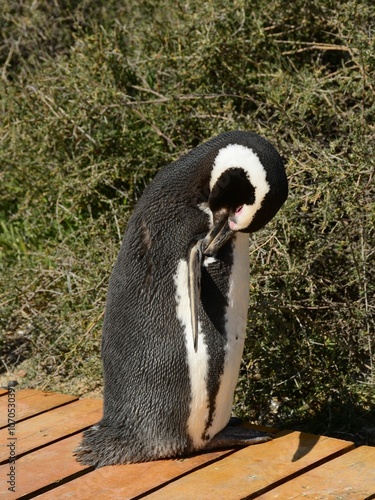 Pingüino de Magallanes limpiándose las plumas en el Área Natural Protegida Punta Tombo, Patagonia Argentina