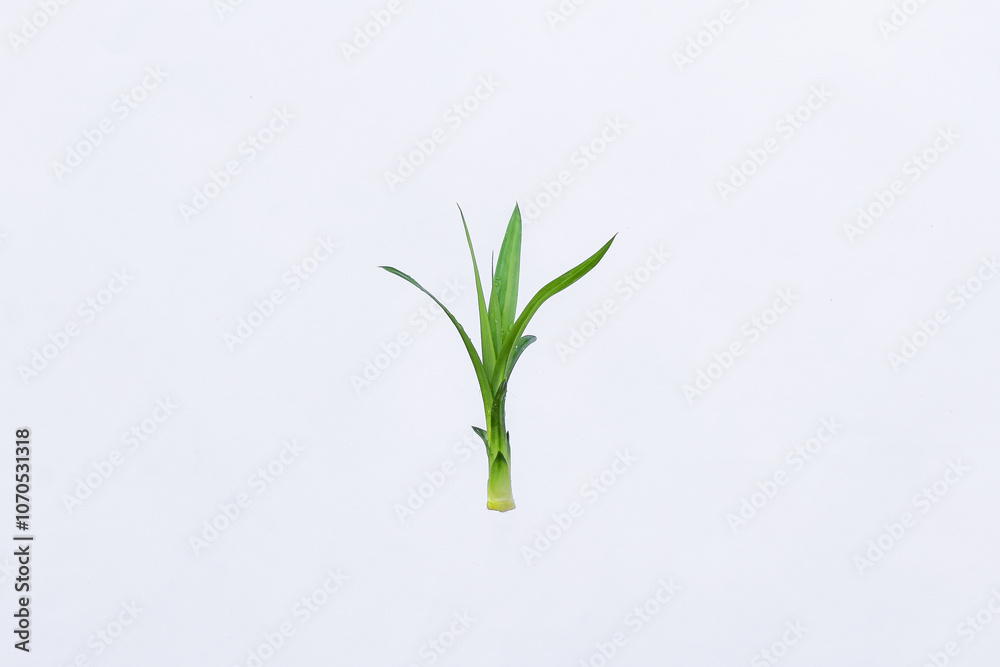 Fototapeta premium Pandan leaves (Pandanus amaryllifolius). Leaves are natural dyes and alternative ingredients for herbal medicine. Leaf texture. Food fragrance
