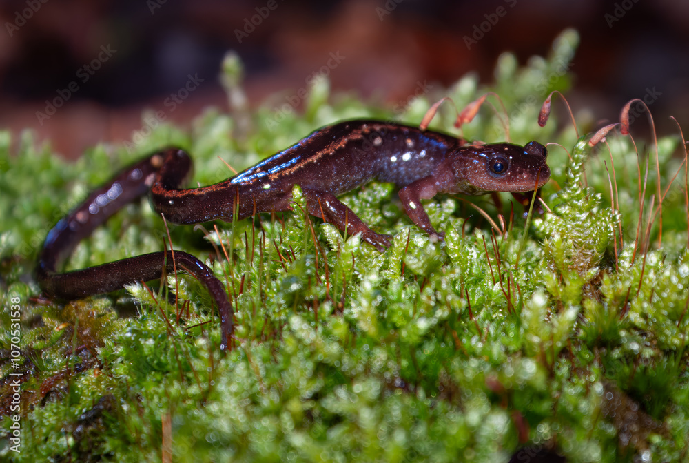 A salamandra-lusitânica ou saramântiga (Chioglossa lusitanica) é um anfíbio pertencente à ordem Caudata, endémico do noroeste da Península Ibérica. É a única espécie do género Chioglossa. A sua cauda A salamandra-lusitânica ou saramântiga (Chioglossa lusitanica) é um anfíbio pertencente à ordem Caudata, endémico do noroeste da Península Ibérica. É a única espécie do género Chioglossa. A sua cauda