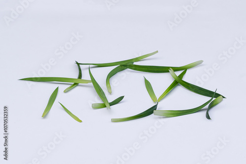 Pandan leaves (Pandanus amaryllifolius). Leaves are natural dyes and alternative ingredients for herbal medicine. Leaf texture. Food fragrance photo