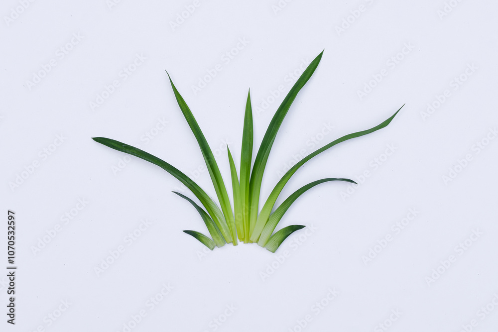 Pandan leaves (Pandanus amaryllifolius). Leaves are natural dyes and alternative ingredients for herbal medicine. Leaf texture. Food fragrance