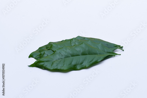 Melinjo leaves or Gnetum gnemon on isolated white background. green leaf texture photo