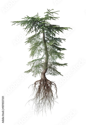 Cypress, thuja with roots isolated on white background