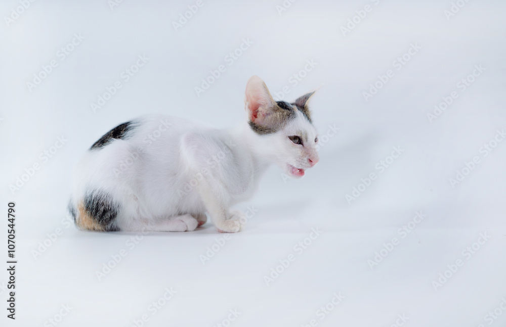 cute kitten sitting isolated on a white background. cute kitten sitting isolated on a white background.