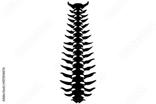 spine silhouette vector