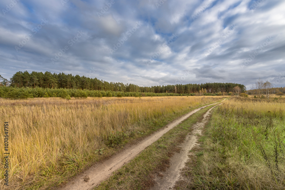 A road cuts through a field of tall grass
