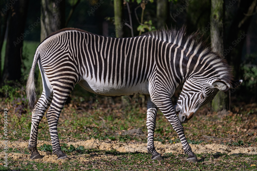 A zebra cleans its leg outside.
A zebra cleans its leg outside.