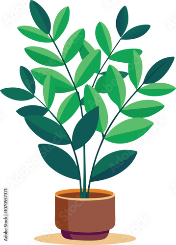 plant zamioculcas zamiifolia indoor plant vector illustration
