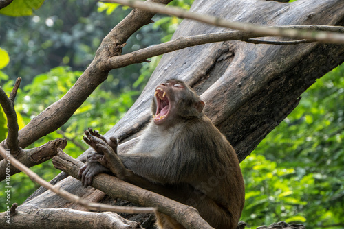 Photography Indian male monkey sitting on a tree branch and yawning