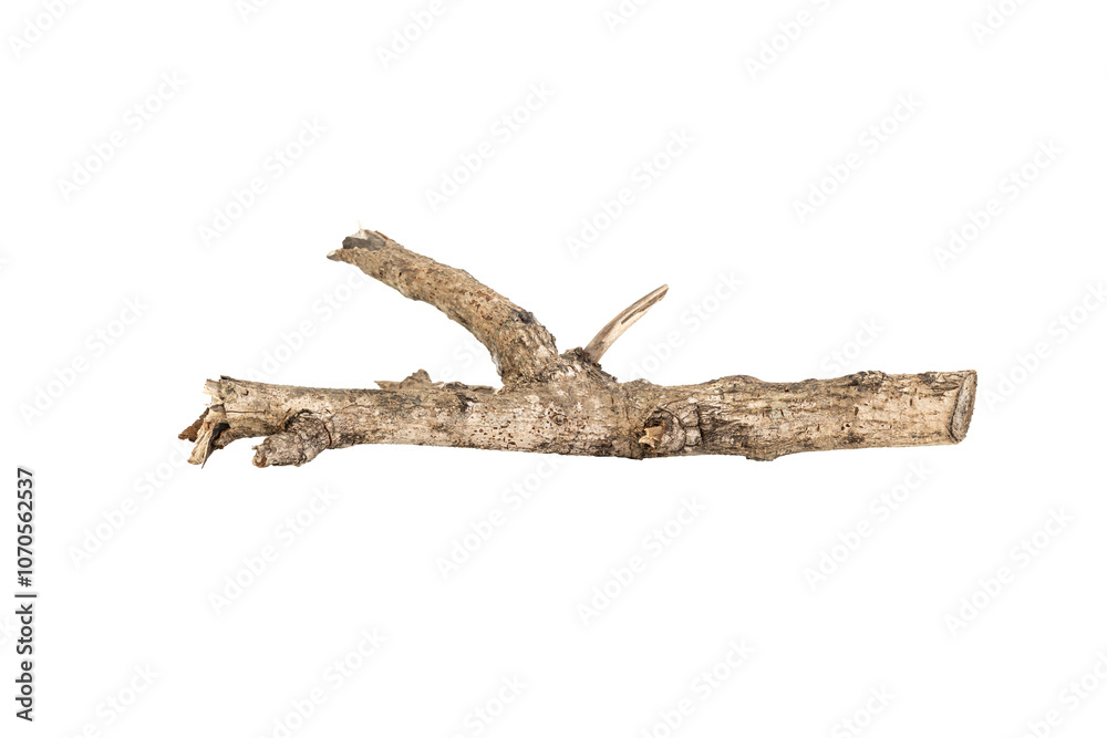 Dry tree twigs branches isolated on white background with clipping path. Dry tree twigs branches isolated on white background with clipping path.