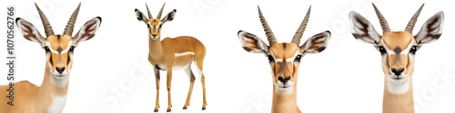 Majestic antelopes or gazelles with distinctive horns roaming the vast savanna grasslands on a clean white background  These wild alert photo