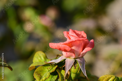 A delicate pink rose blooming in the sunlight within a vibrant garden during early springtime\'s embrace photo