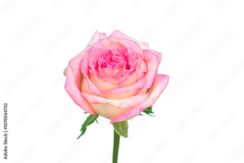 Fresh beautiful pink rose on a white background. Fresh beautiful pink rose on a white background.