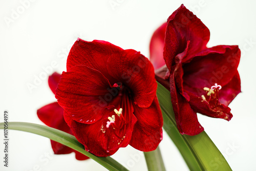 Red flower. Amaryllis variety Benfica. Amaryllis flowers. Hippeastrum. Flower of Holland. Hippeastrum grade Benfica. Amaryllidaceae. Dutch flowers. 