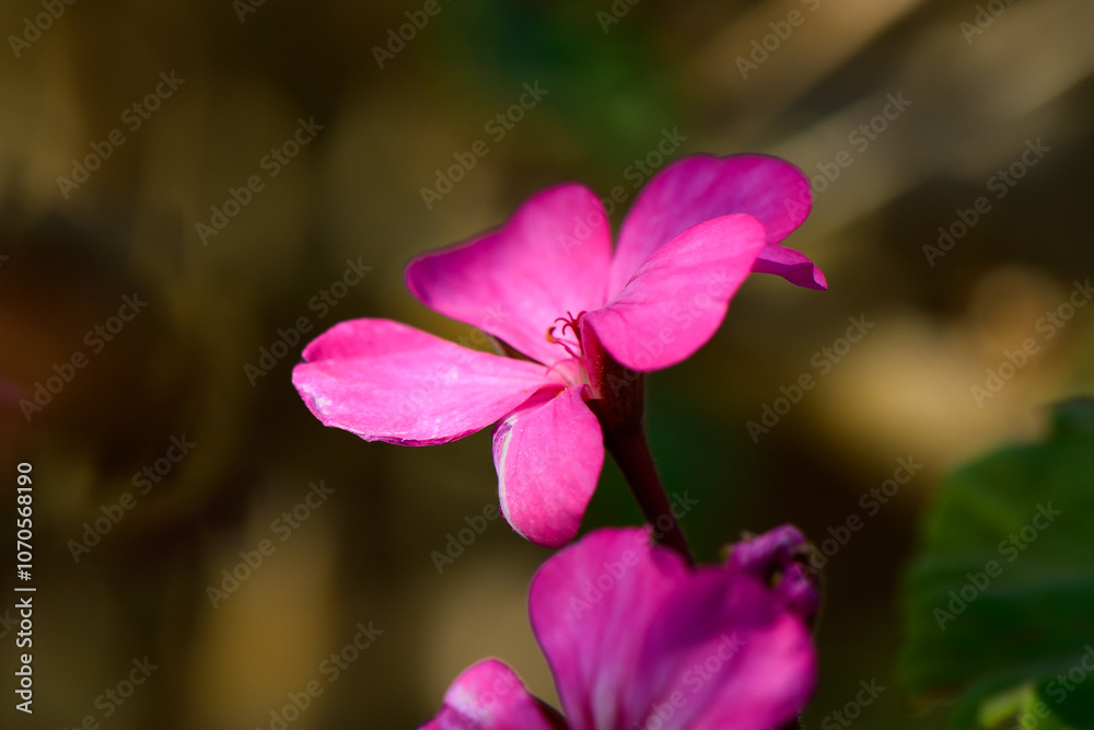 Fototapeta premium Bright pink flower blooming in soft sunlight amidst blurred greenery during a serene afternoon in nature