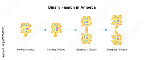 Amoeba Cell Binary Fission Science Design. Vector Illustration.