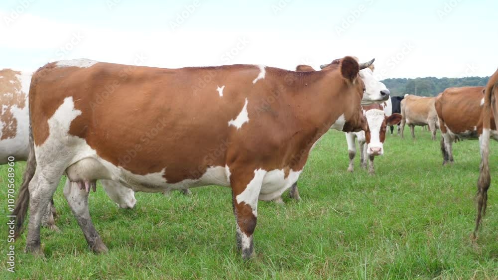 Cows graze in the pasture. Agriculture. Cattle breeding. Cows graze in the pasture. Agriculture. Cattle breeding.