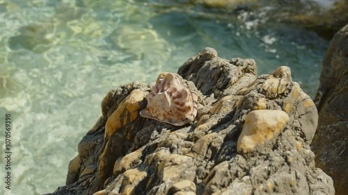huge, beautiful shell on the rocks on a heavenly beach, Frioul Islands, Marseille, France