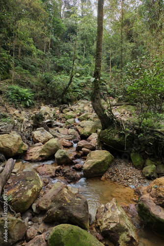 Jungle Stream Flowing Through Rocky Path