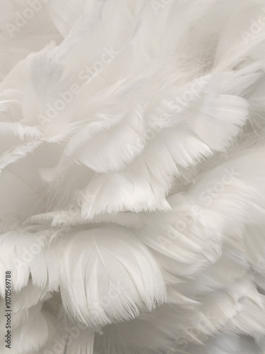 Feathers. Light background of white bird feathers