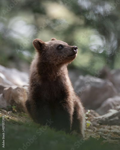 brown bear cub