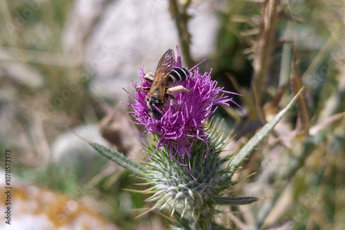 A beautiful brown bee sits and collects nectar on a pink thistle flower. Bright photographs of insects, macro photography. photo