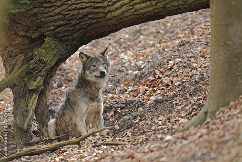 Wilk szary, wilk (Canis lupus) photo