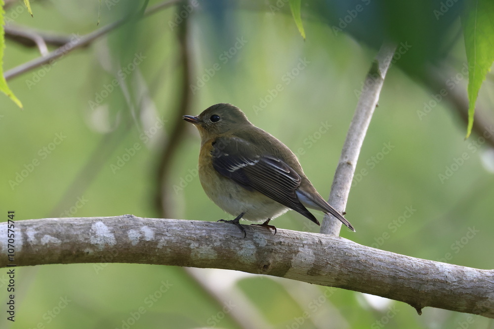 A round and fat Mugimaki Flycatcher in preparation for long migration to Southeast Asia A round and fat Mugimaki Flycatcher in preparation for long migration to Southeast Asia