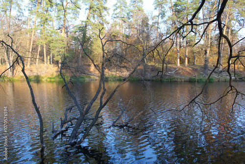 dry branches of a tree in the water and a view of the forest in the background