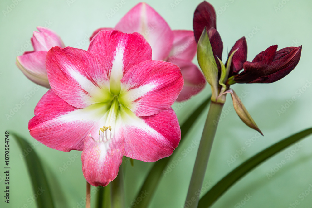 Red and white flower. Amaryllis variety Exposure and Benfica. Amaryllis flowers. Hippeastrum. Flower of Holland. Hippeastrum grade Exposure and Benfica. Amaryllidaceae. Dutch flowers. Pink flower Red and white flower. Amaryllis variety Exposure and Benfica. Amaryllis flowers. Hippeastrum. Flower of Holland. Hippeastrum grade Exposure and Benfica. Amaryllidaceae. Dutch flowers. Pink flower