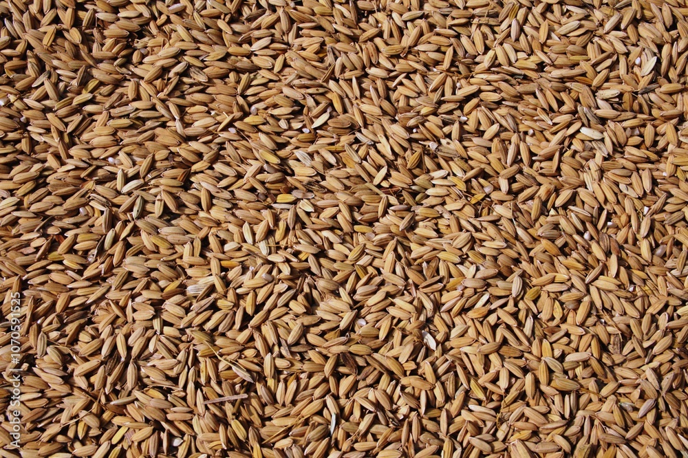 paddy rice (Oryza sativa) texture paddy rice (Oryza sativa) texture