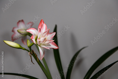 Amaryllis variety Blossom Peacock. Amaryllis flowers. Hippeastrum. Flower of Holland. Hippeastrum grade Blossom Peacock. Amaryllidaceae. Dutch flowers. Pink flower
