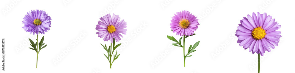Vibrant purple daisy flowers in a blooming garden with soft petals and green stems against a clean white background Vibrant purple daisy flowers in a blooming garden with soft petals and green stems against a clean white background