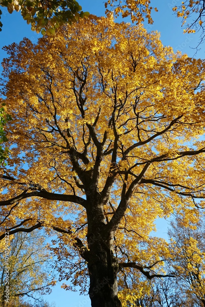 A large tree with golden autumn leaves stands tall, its branches reaching to the sky, bathed in warm sunshine. A large tree with golden autumn leaves stands tall, its branches reaching to the sky, bathed in warm sunshine.