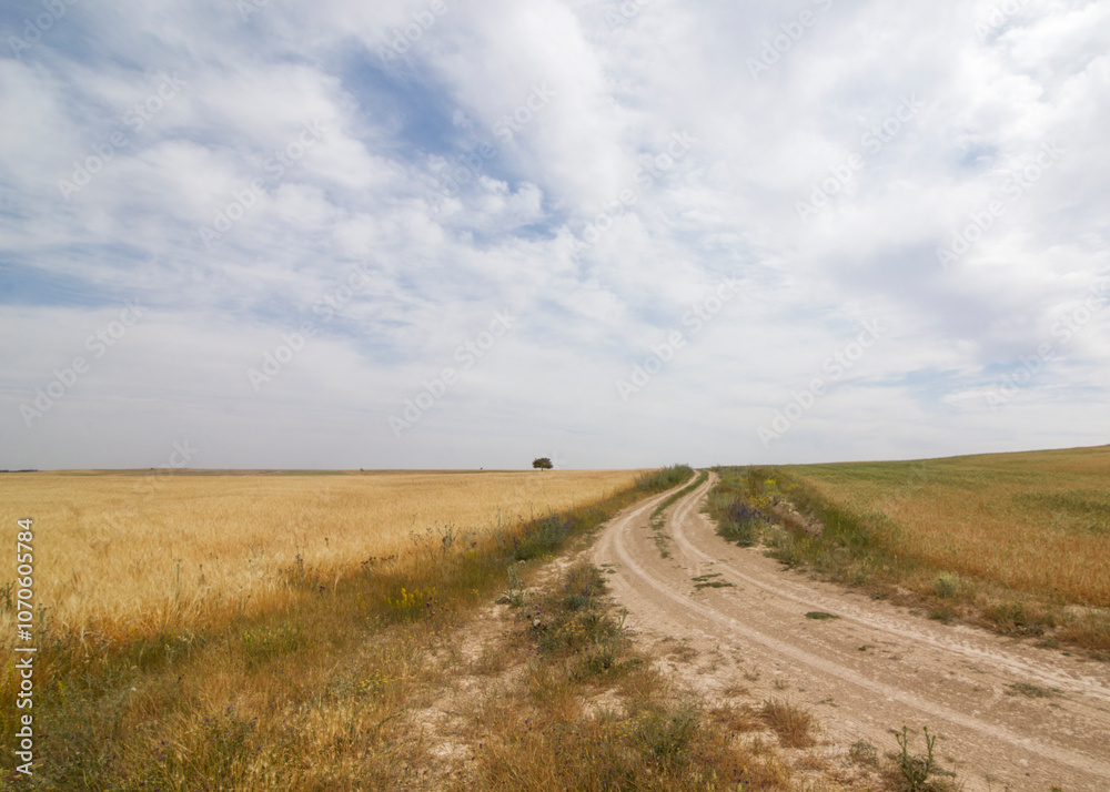 Road, Tree and Wheat Road, Tree and Wheat