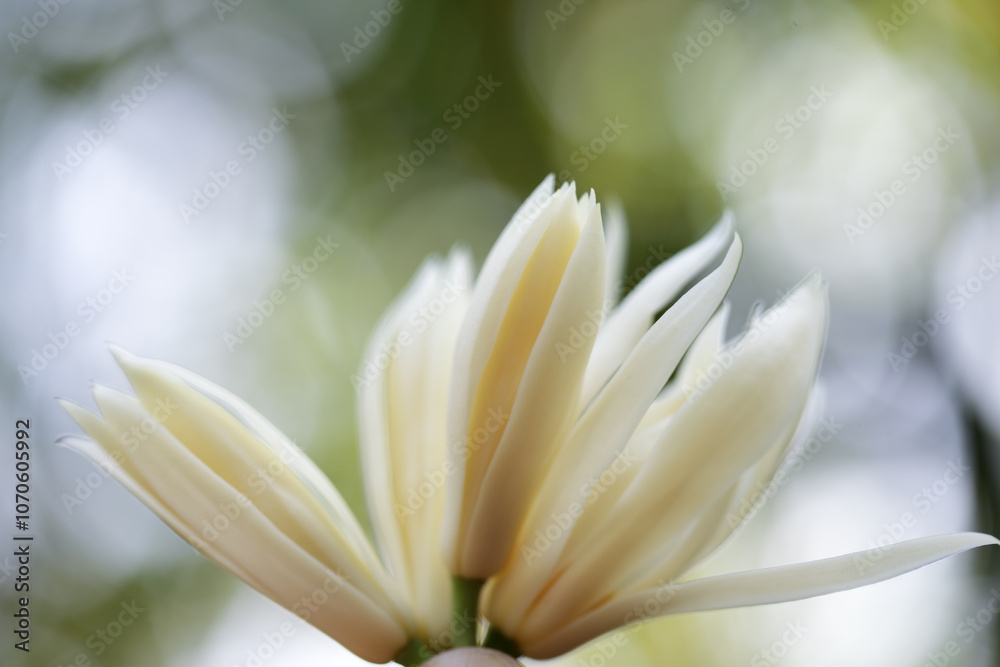 Delicate Champaka Flower with Soft Green Background Delicate Champaka Flower with Soft Green Background
