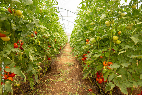 Wide Angle Shot of a Lane Between Two Walls or Cluster of Tomatoes (Solanum lycopersicum) in a Bright Green House