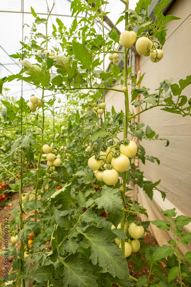 Vertical Close-up of a Cluster of White Unripe Tomatoes (Solanum lycopersicum) in the Green House